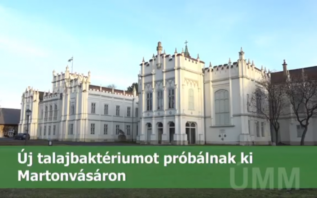Új talajbaktériumot próbálnak ki Martonvásáron