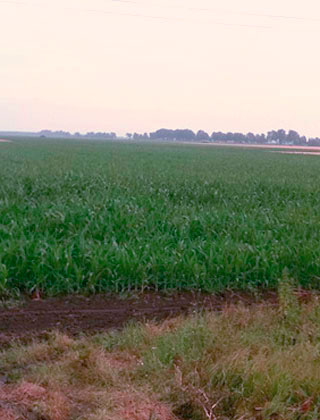 Okány, 2014. június 24. - Kezelt